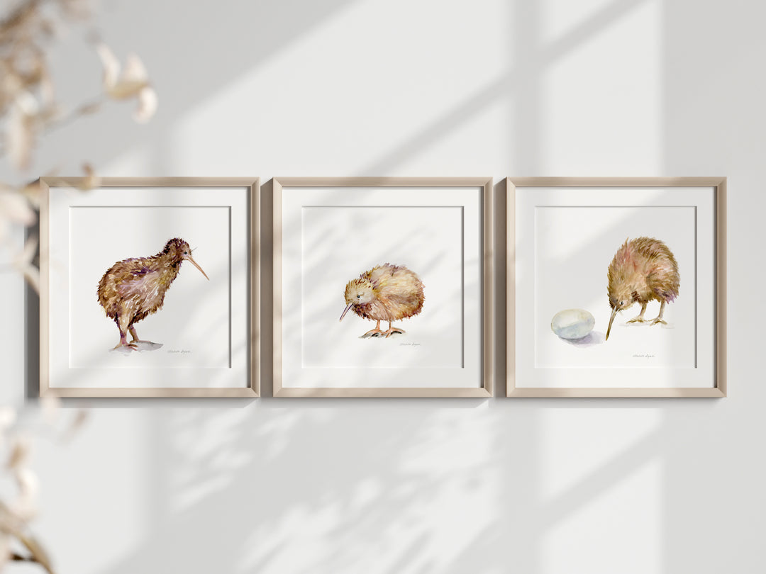 Three framed illustrations of kiwi birds on a white wall.