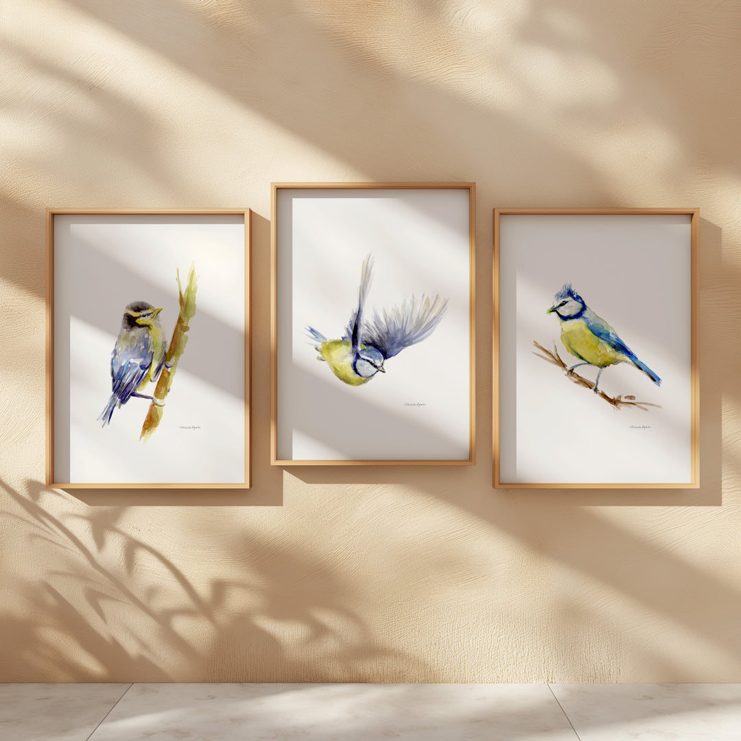 Set of 3 Blue Tit Bird Prints