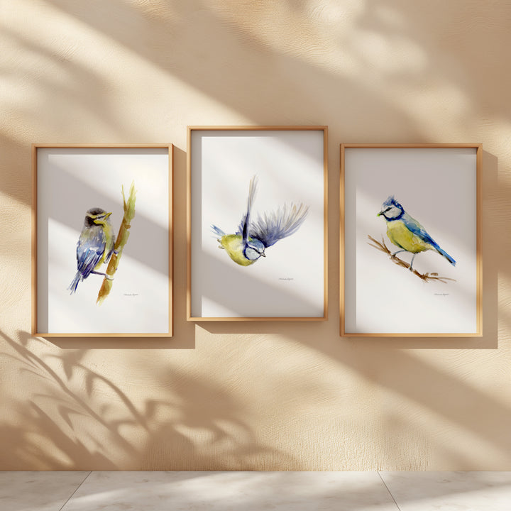 Set of 3 Blue Tit Bird Prints