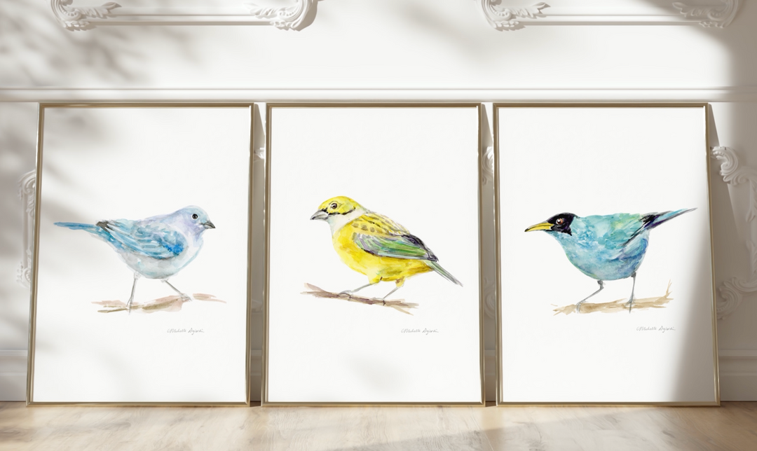 Costa Rica Tanager birds