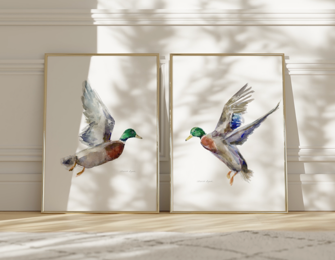 Mallard drake art prints