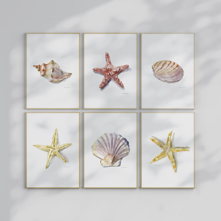 Six starfish and seashells print set