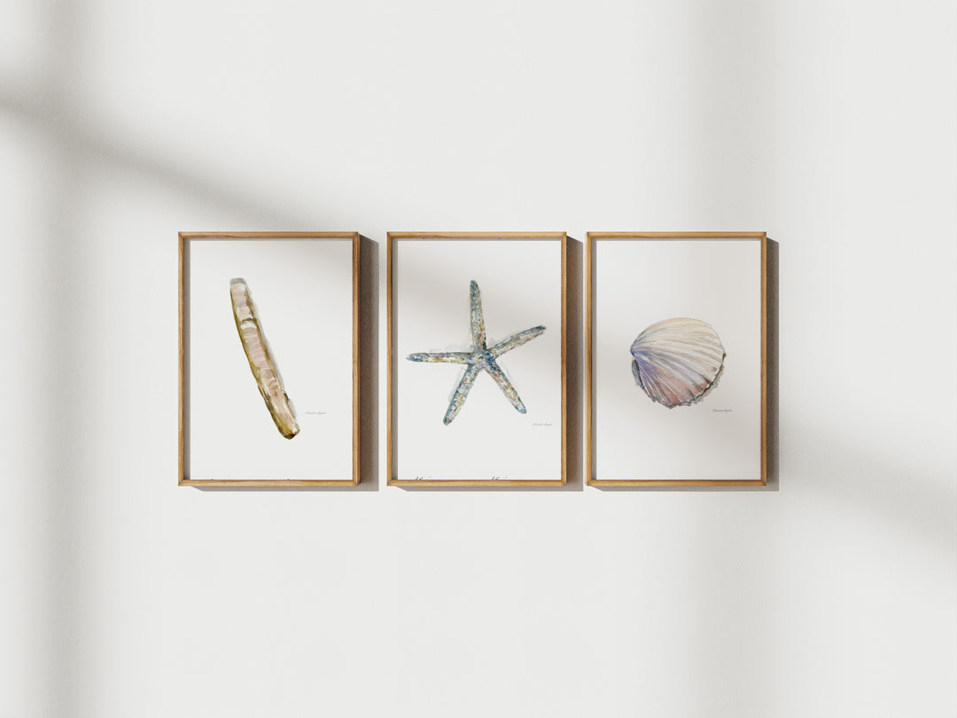 Three framed artworks of a shell, starfish, and seashell on a white wall.