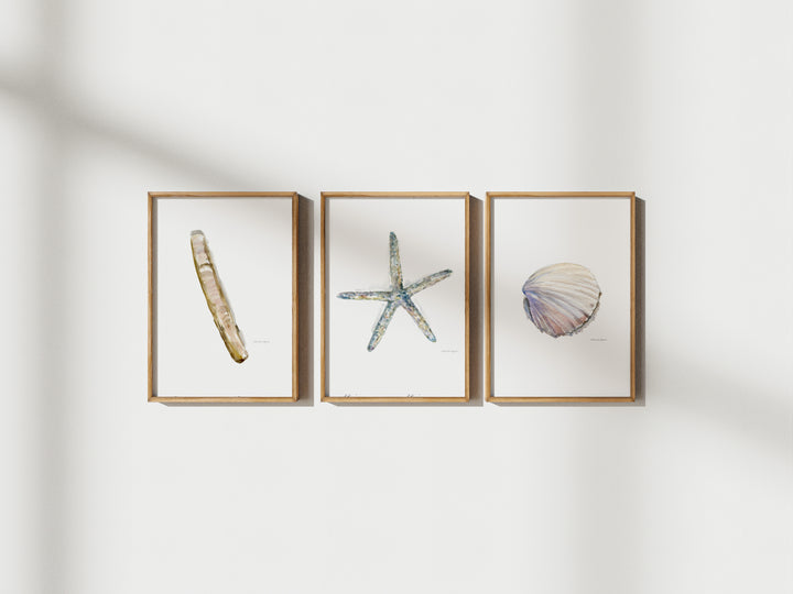 Three framed artworks of a shell, starfish, and seashell on a white wall.