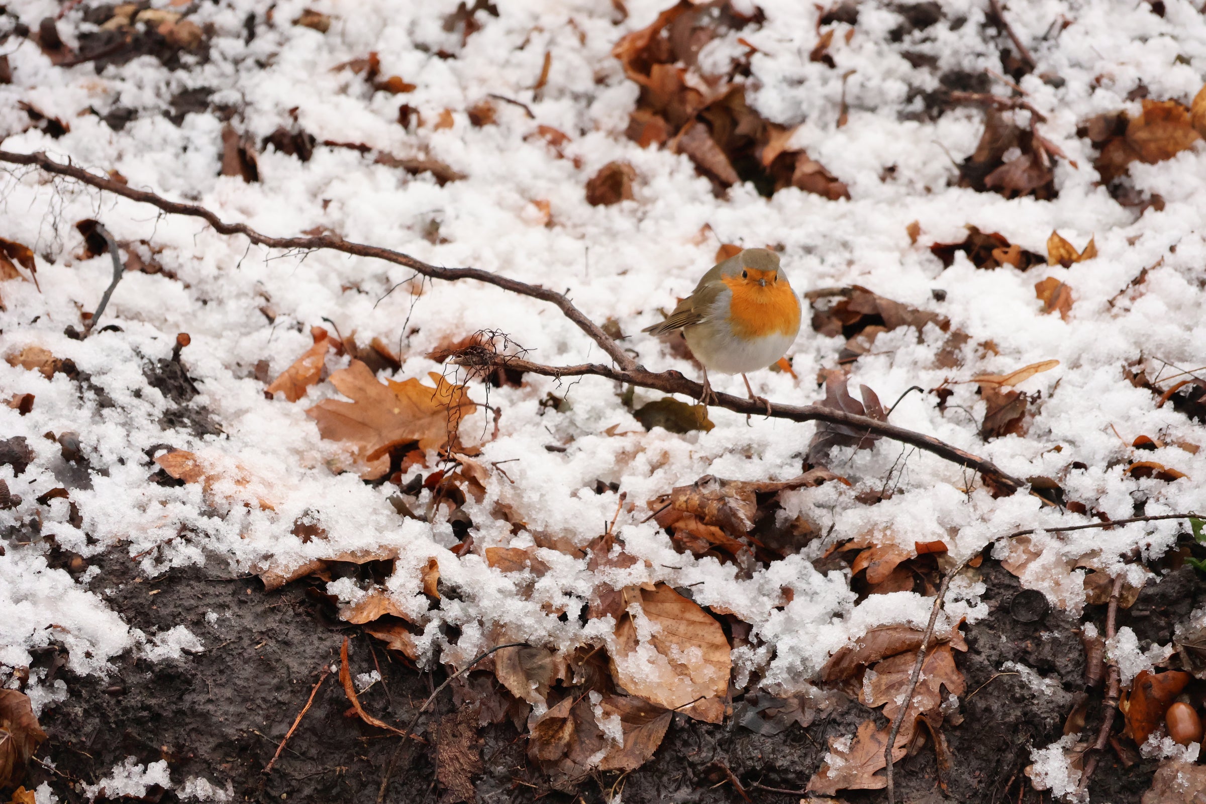 Roodborstje op een tak met sneeuw en bladeren op de achtergrond