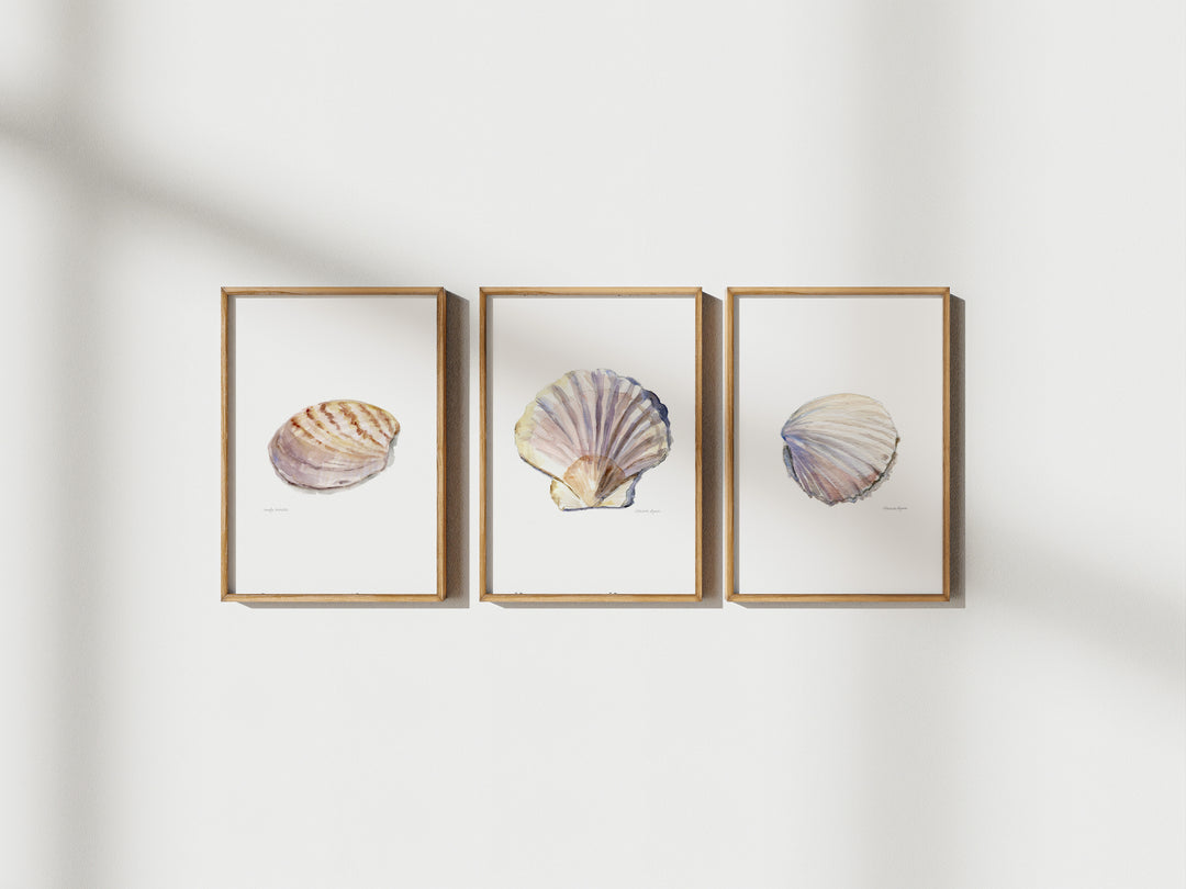 3 schelpen schilderijen in lijsten aan de muur