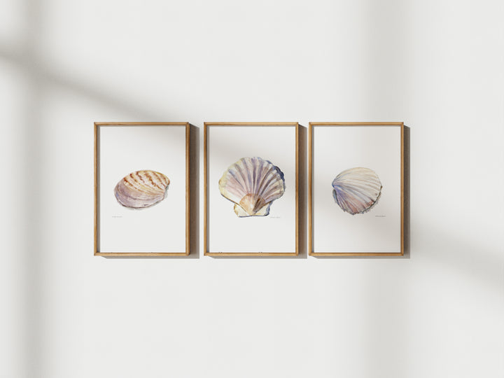 3 schelpen schilderijen in lijsten aan de muur