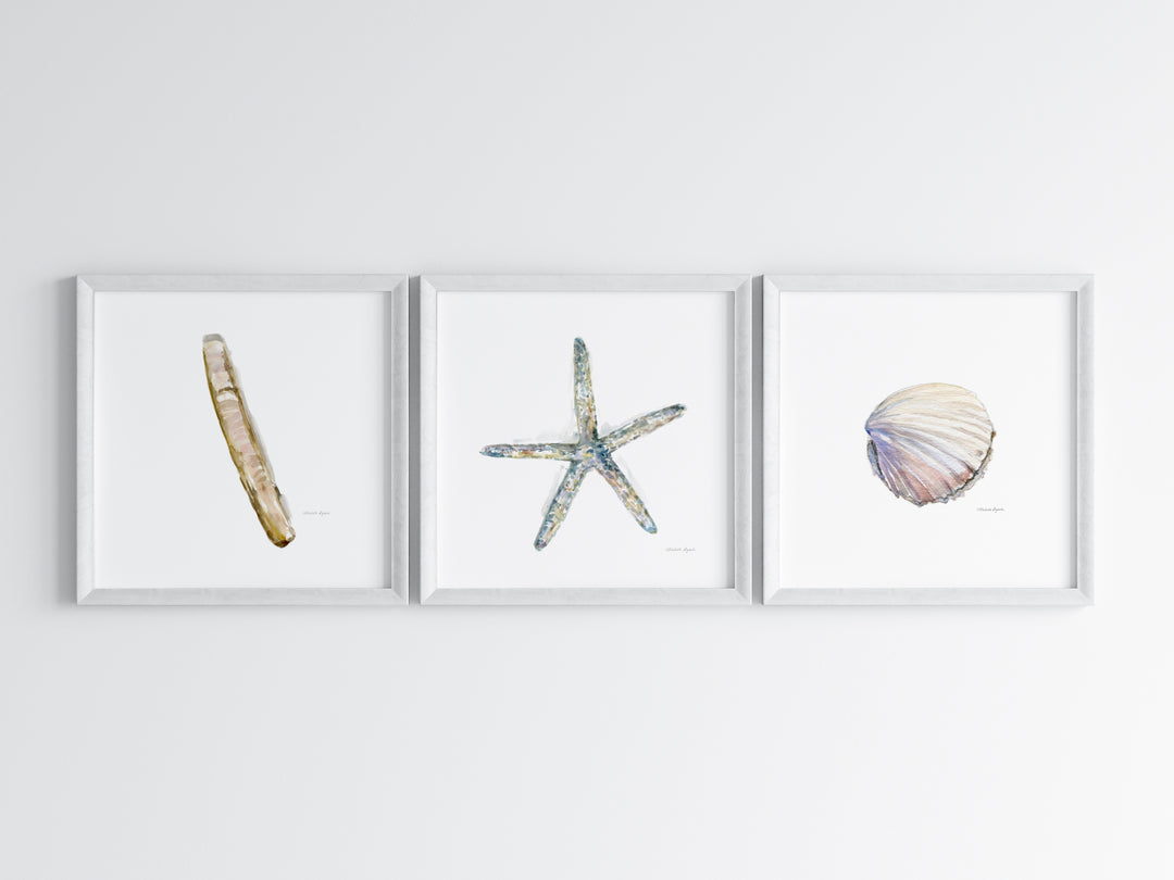 3 ingelijste prints met zee thema: scheermesje schelp en zeester