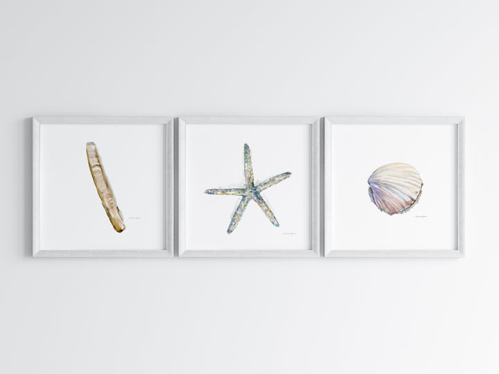 3 ingelijste prints met zee thema: scheermesje schelp en zeester