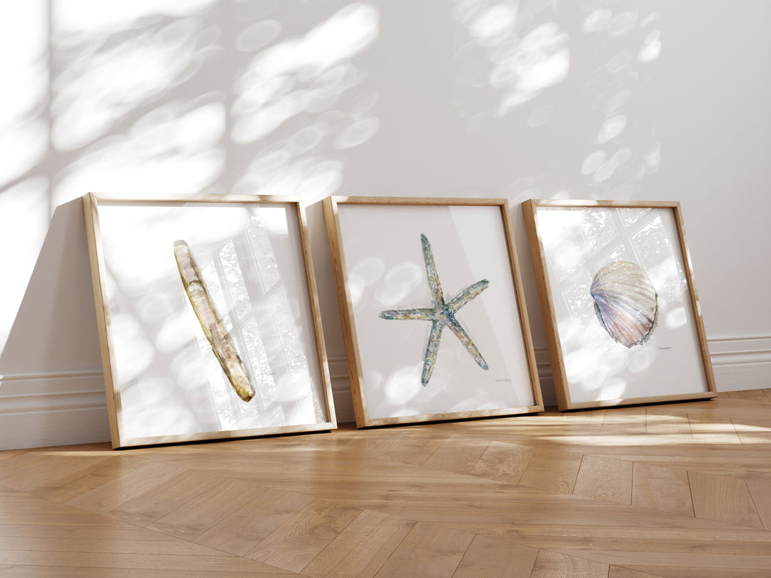3 ingelijste prints met zeester en scheermesje schelp 