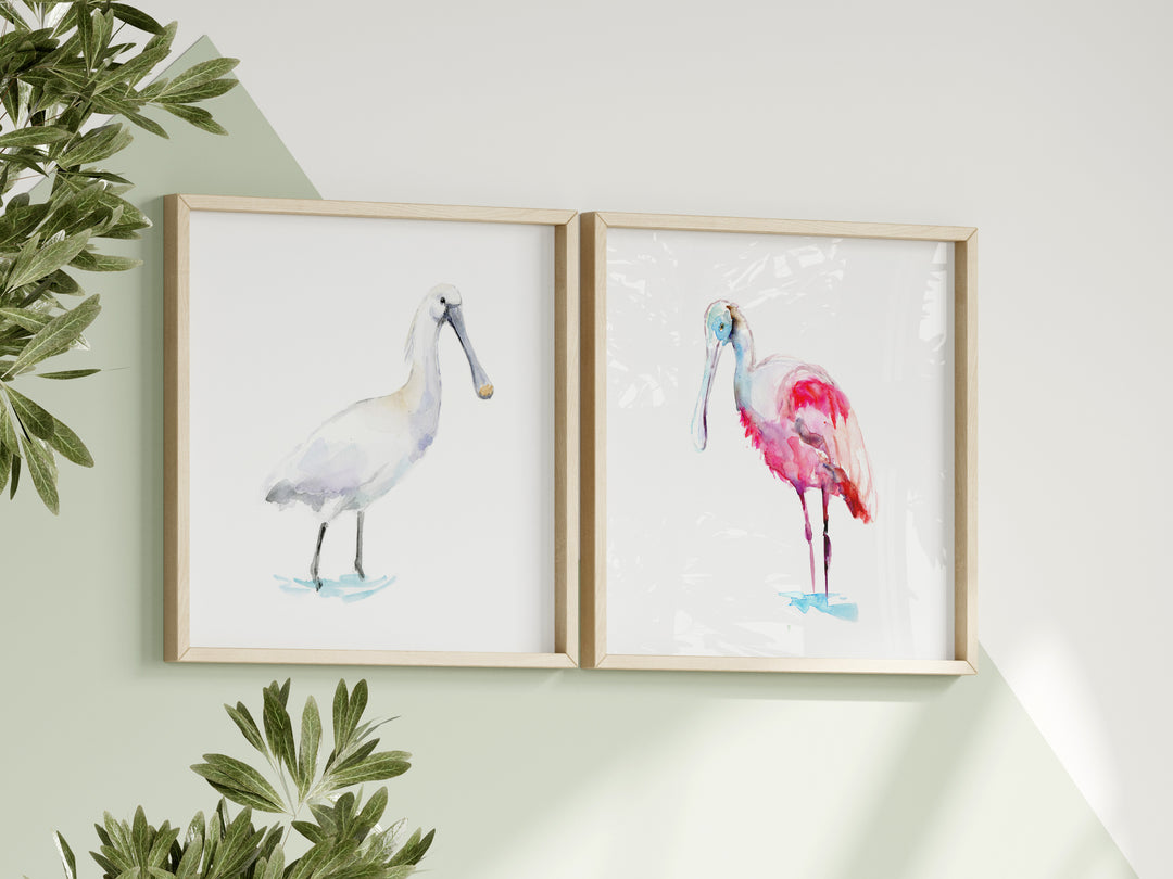 Two framed illustrations of spoonbill birds on a wall with greenery.