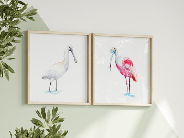 Two framed illustrations of spoonbill birds on a wall with greenery.