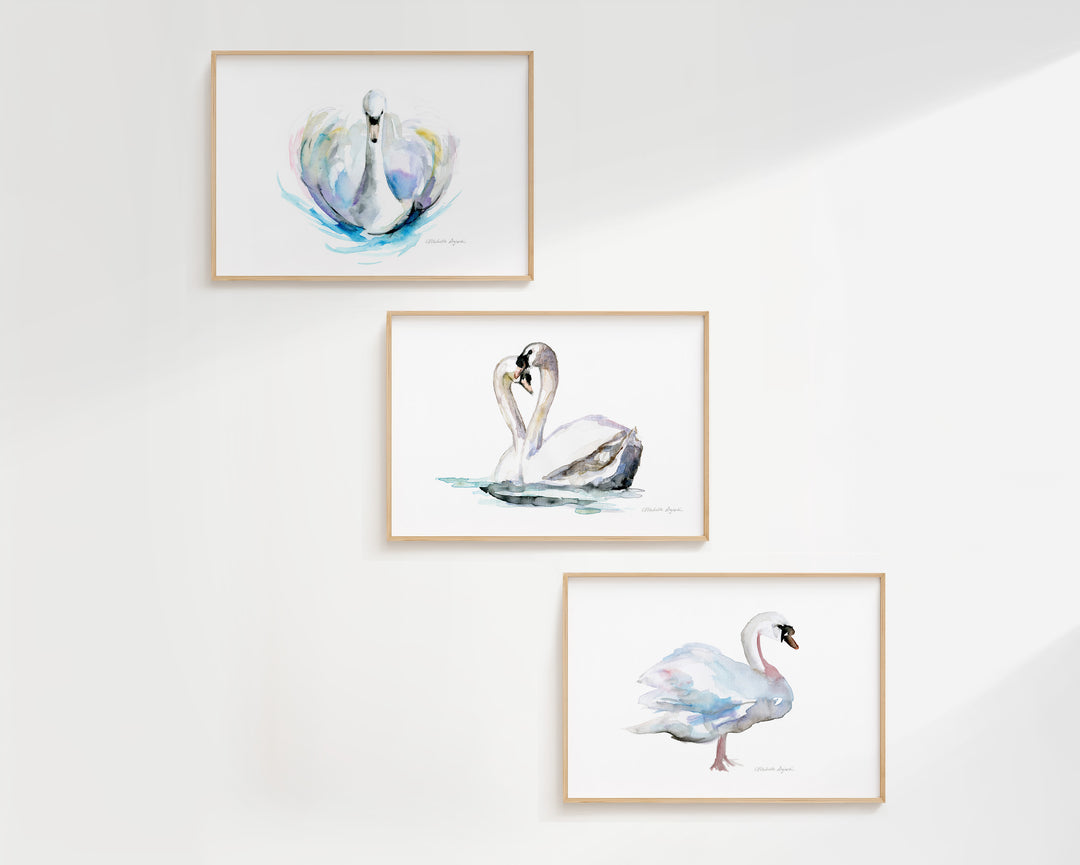 Three framed artworks of swans on a white wall