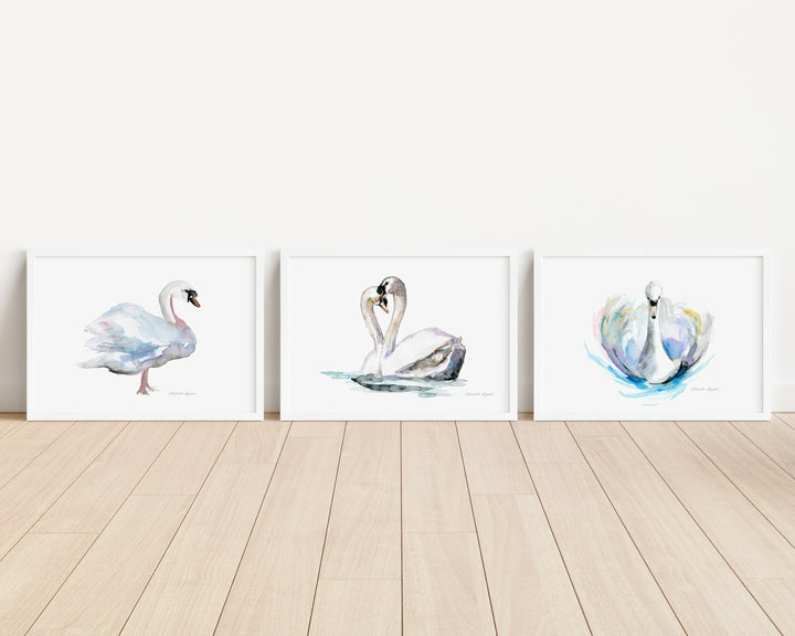 Three framed illustrations of swans on a wooden floor with a white wall background
