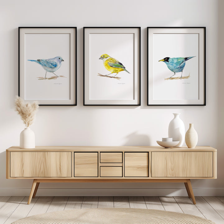 Set of 3 Bird Prints – Blue-grey Tanager, Silver-throated Tanager & Green Honeycreeper