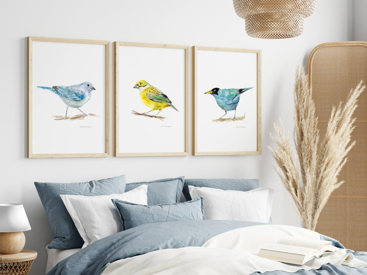 Set of 3 Bird Prints – Blue-grey Tanager, Silver-throated Tanager & Green Honeycreeper