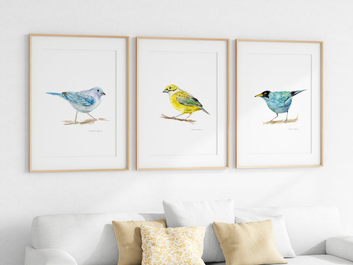 Set of 3 Bird Prints – Blue-grey Tanager, Silver-throated Tanager & Green Honeycreeper