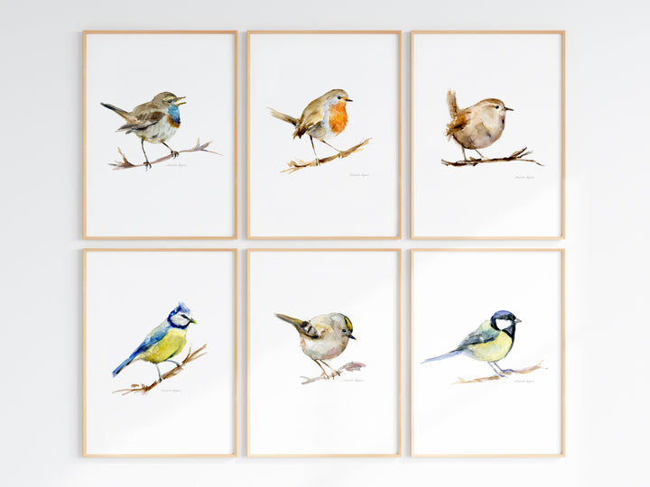 6 lijsten met vogels: roodborst, blauwborst, winterkoning, pimpelmees, goudhaantje en koolmees