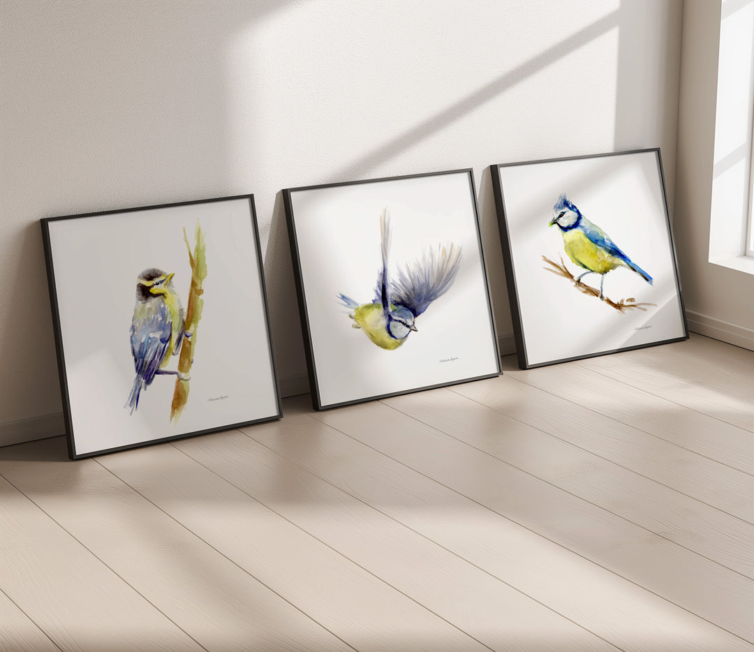 Set of 3 Blue Tit Bird Prints